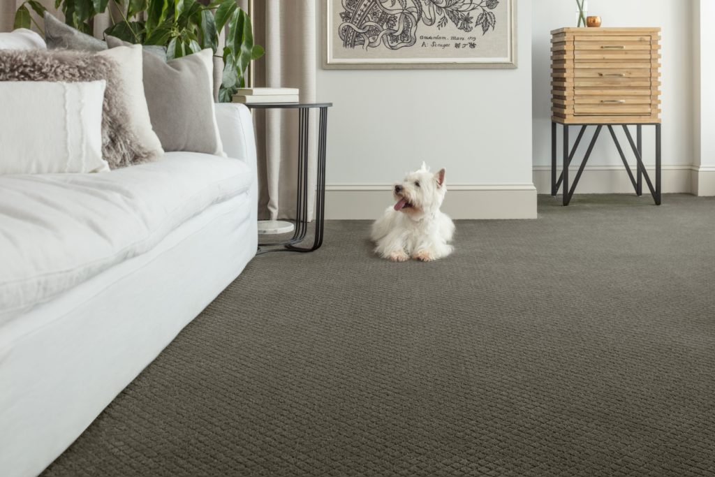 pet-friendly-carpet with yorkie