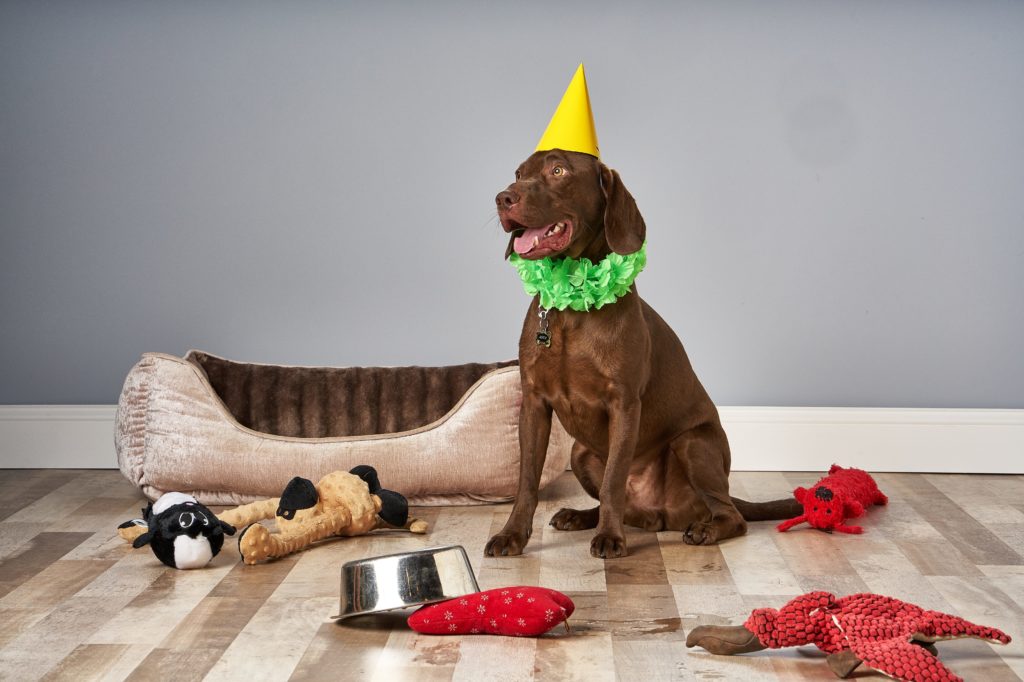 pet-friendly-laminate with dog and toys