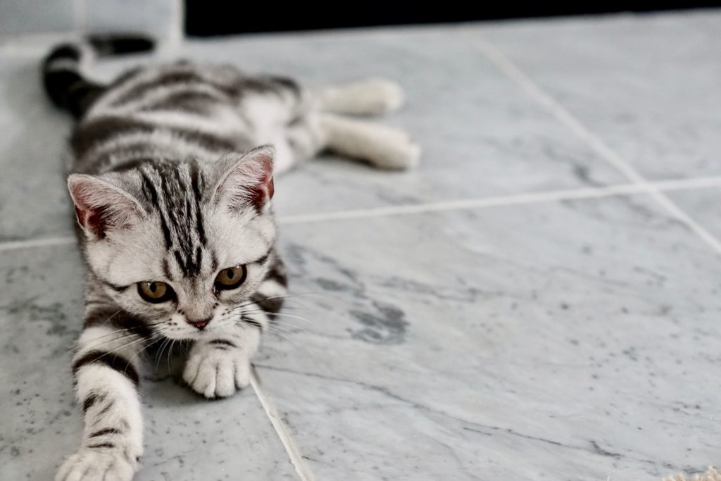 pet-friendly-tile with cat