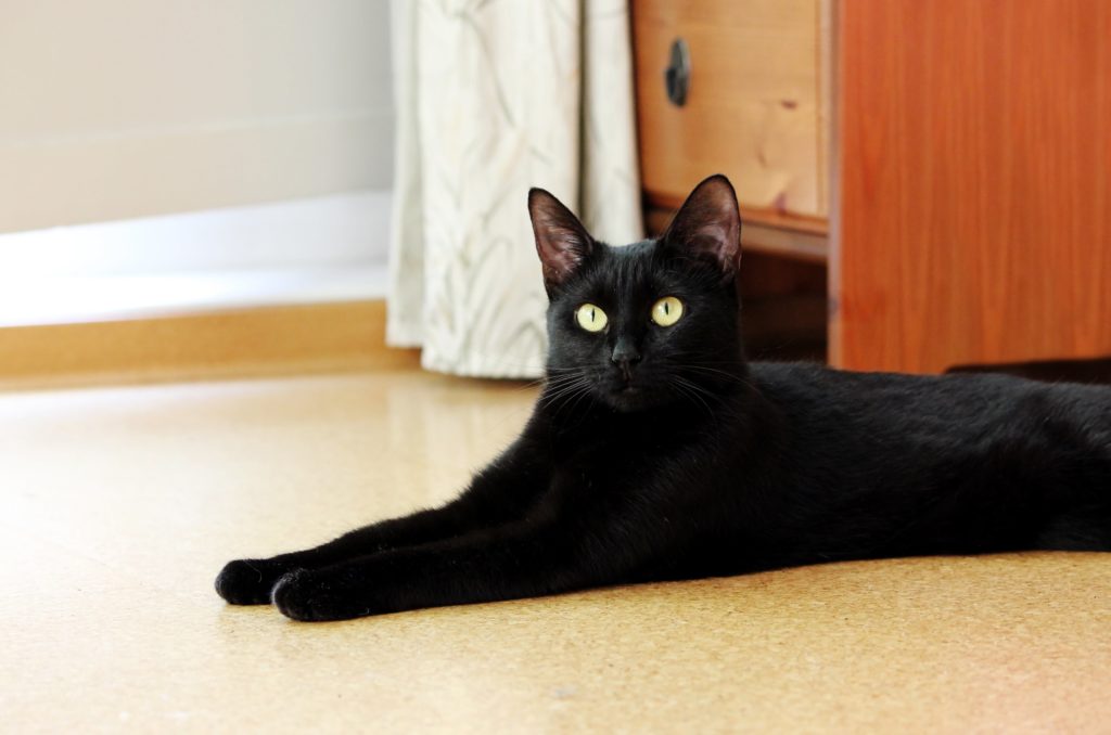 pet-friendly-cork with black cat