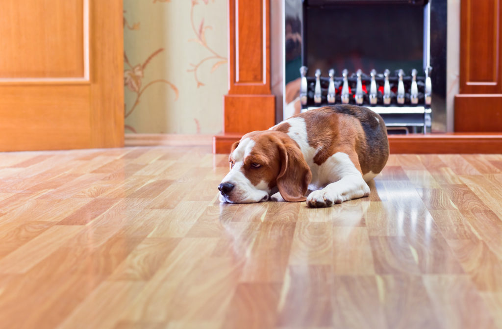 Dog on hardwood floor. If you have pets and want to know if buying hardwood floors is right for you, use this hardwood floor buying guide.