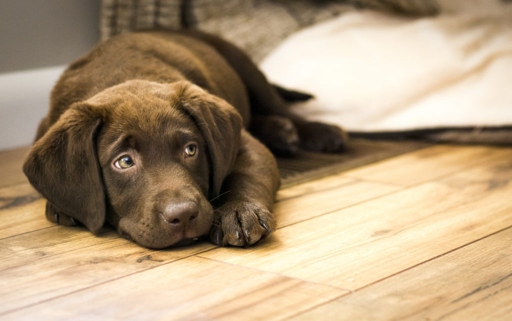 Wood Flooring For Dogs, Hardwood Floors Vs Laminate With A Dog