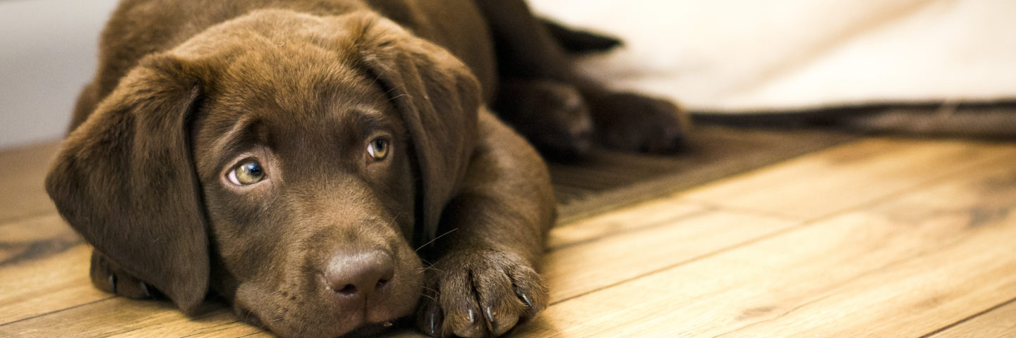 Best Wood Flooring For Dogs Featured Image—labrador puppy on wood floor