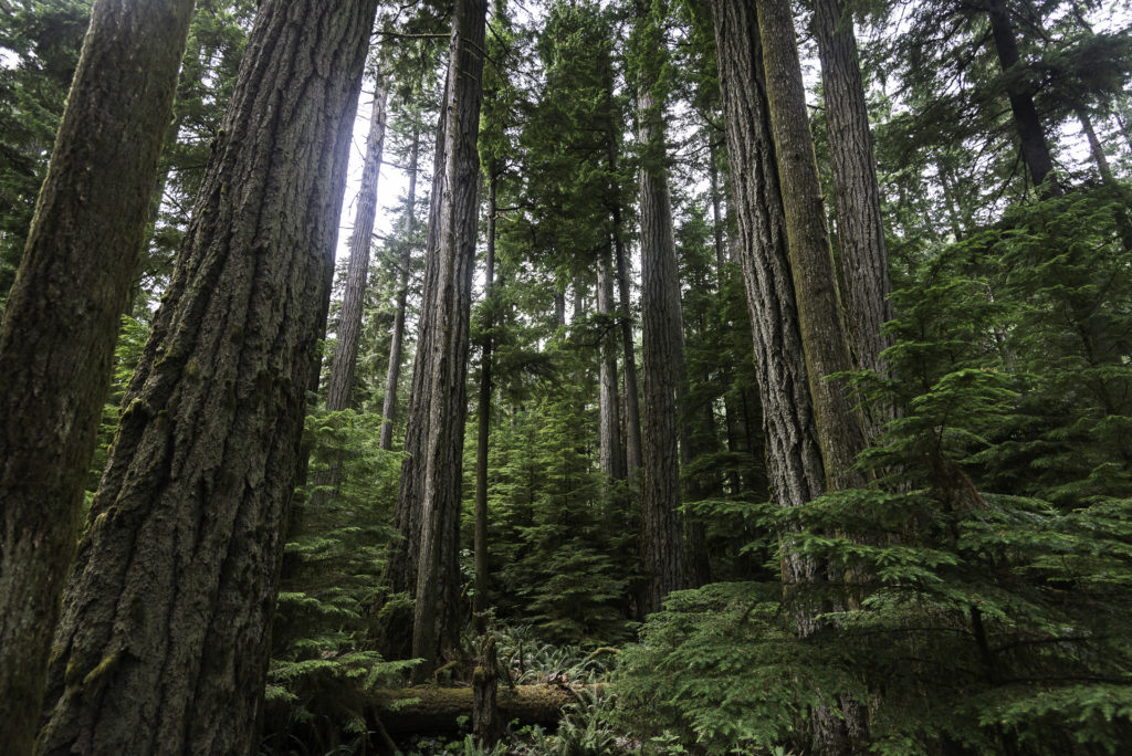A grove or tall douglas fir trees in Canada