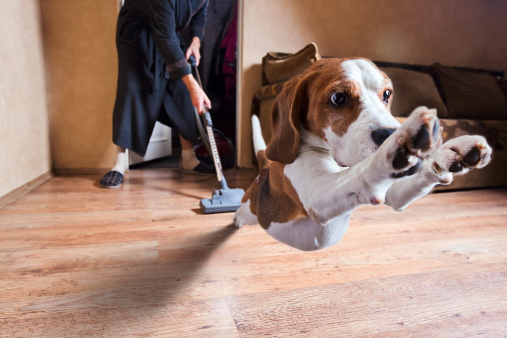 Wood floor cleaning with dog jumping; RevWood makes cleaning wood floors easy
