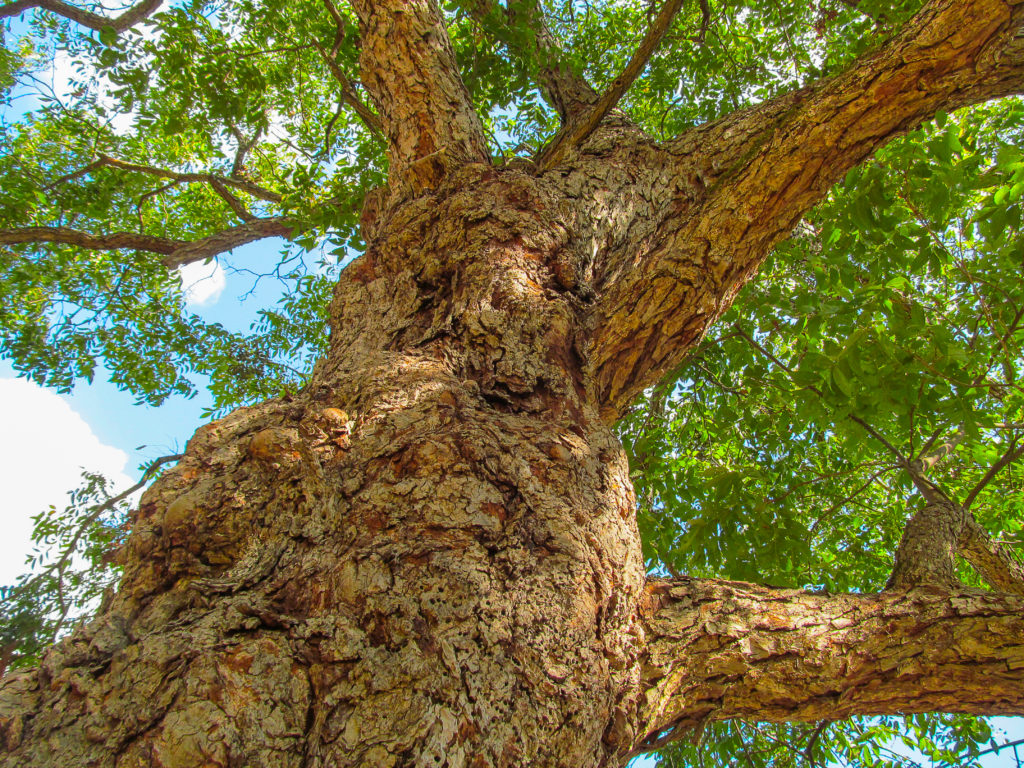 old growth pecan tree