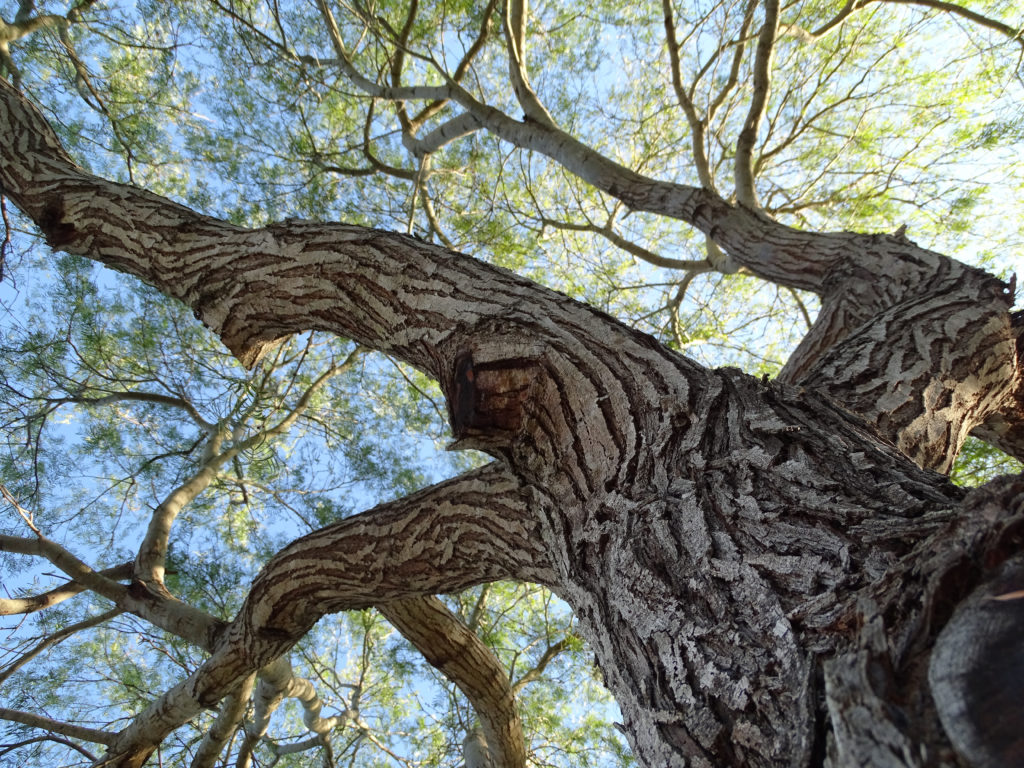 Mesquite tree
