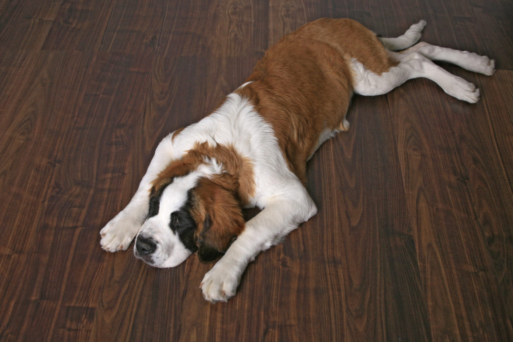 Wide Plank Wood Flooring 101 The Total, What Is The Most Durable Wood Flooring For Dogs