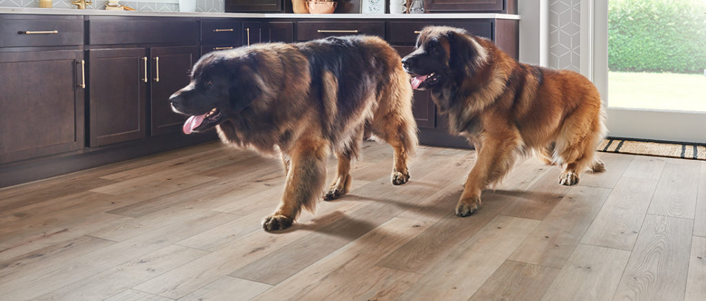 Best Laminate Flooring Brands Reviews, What Type Of Laminate Flooring Is Best For Dogs