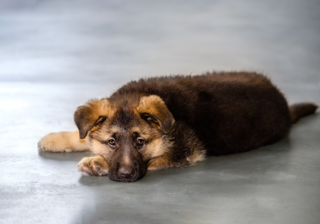 puppy on concrete floor