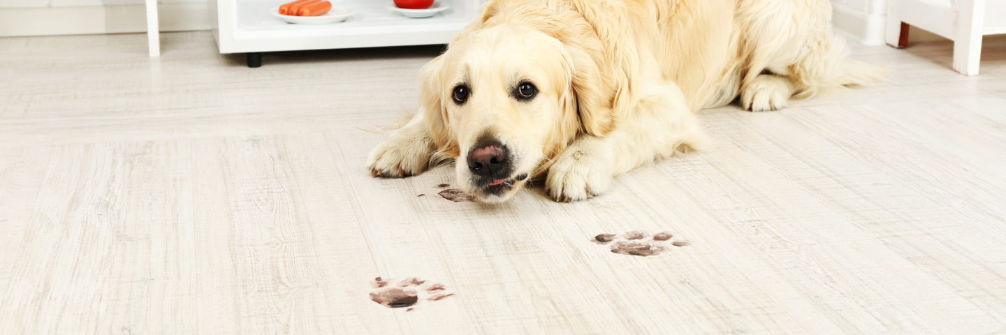 Best Flooring for Dogs Featured Image