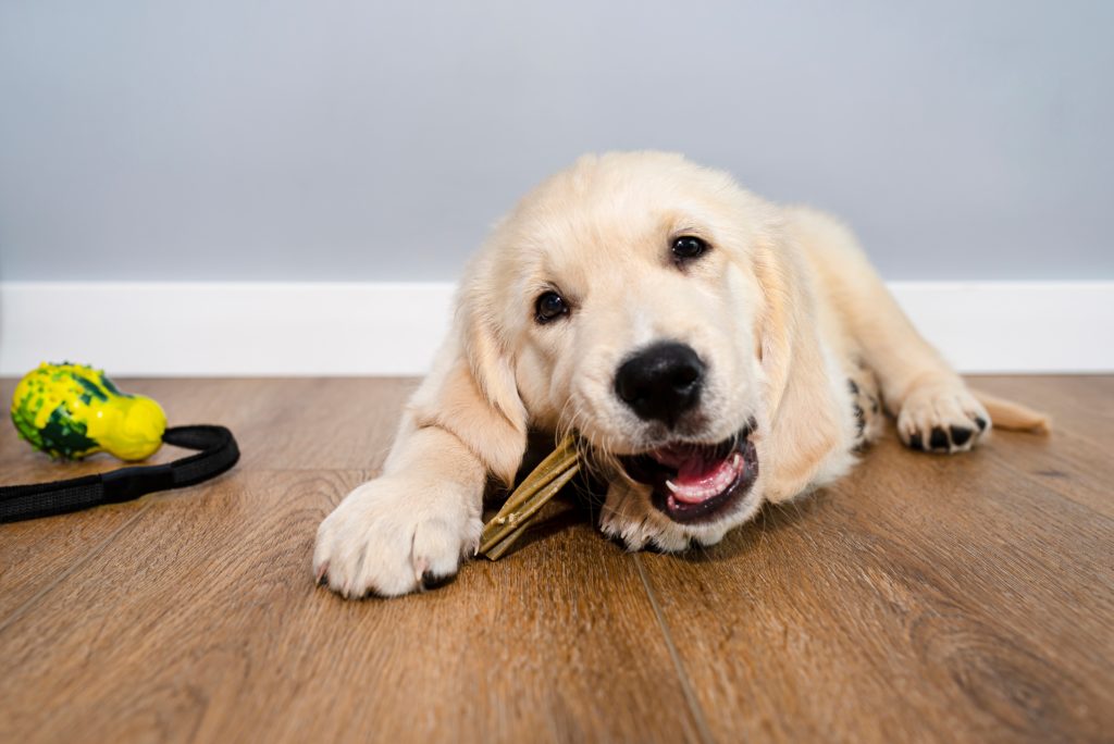 The Best Flooring For Dogs Other Pets, Vinyl Plank Flooring Dogs