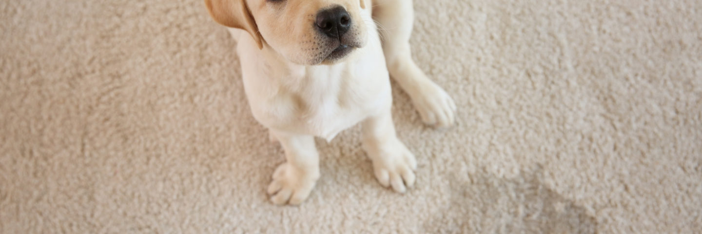 Best carpet for pets featured image of a labrador puppy looking up from stained carpet