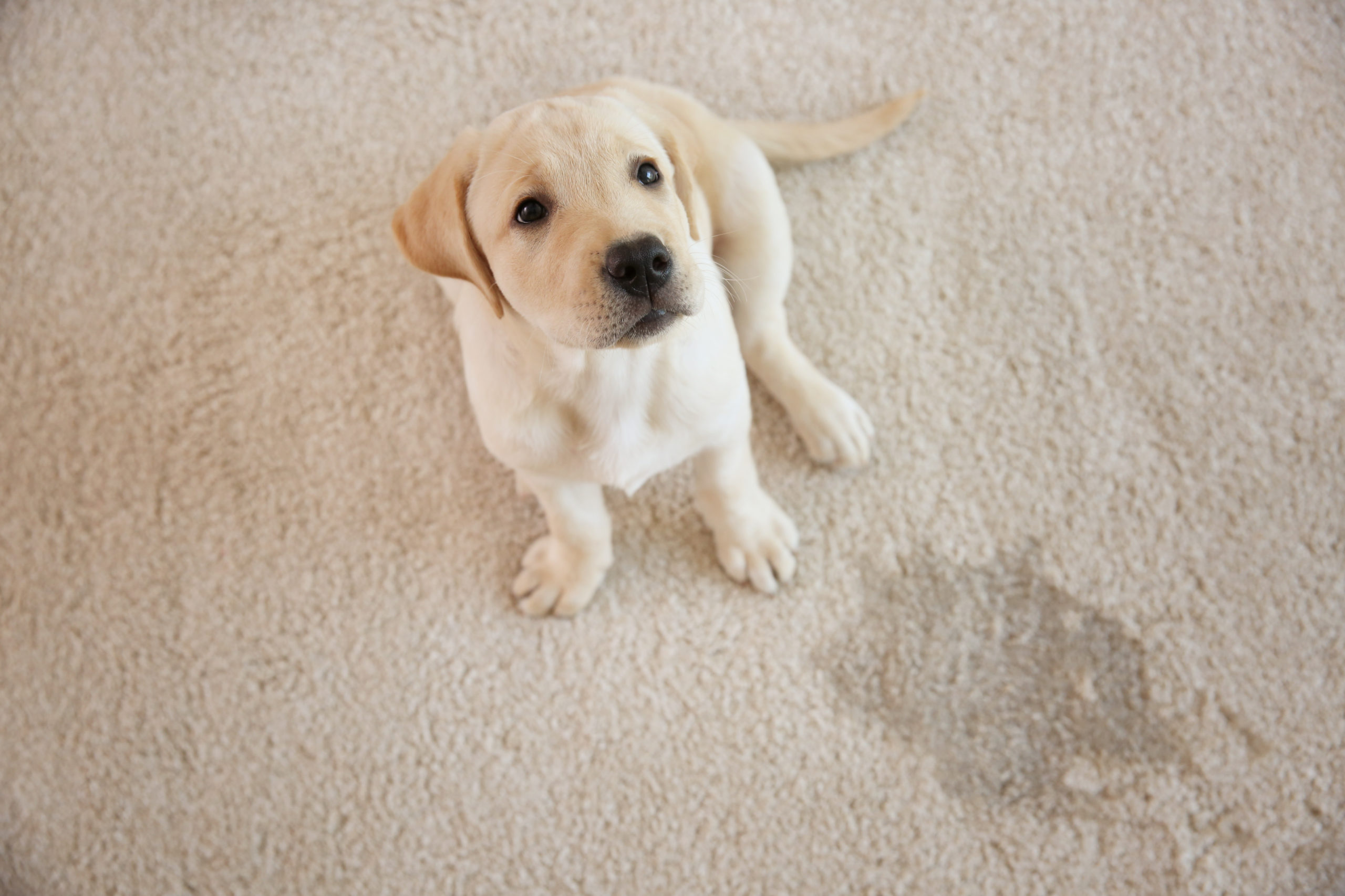Best Carpet for Pets: Pet-Friendly Carpet Options