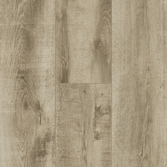 Desert Life in Desert Angel